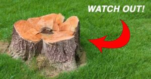 Why should I remove a tree stump from my yard?