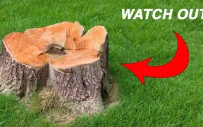 Why Should I Remove A Tree Stump From My Yard?