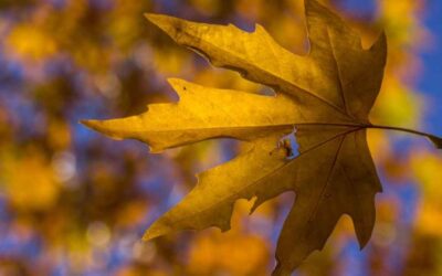 Trim Your Trees in the Fall