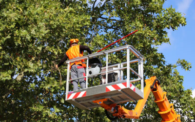 Why Ridgeline Tree Services Is The Best Fort Worth Tree Service Company