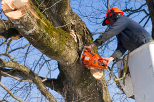 difference between tree trimming and tree pruning