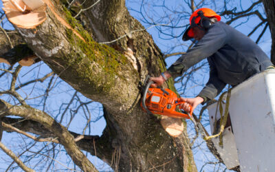 Difference Between Tree Trimming and Pruning