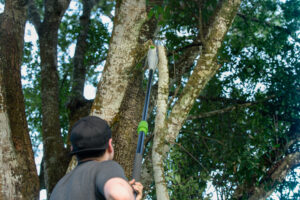 tree trimming service fort worth