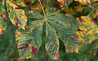 Common Tree Diseases In Texas And How You Can Prevent Them