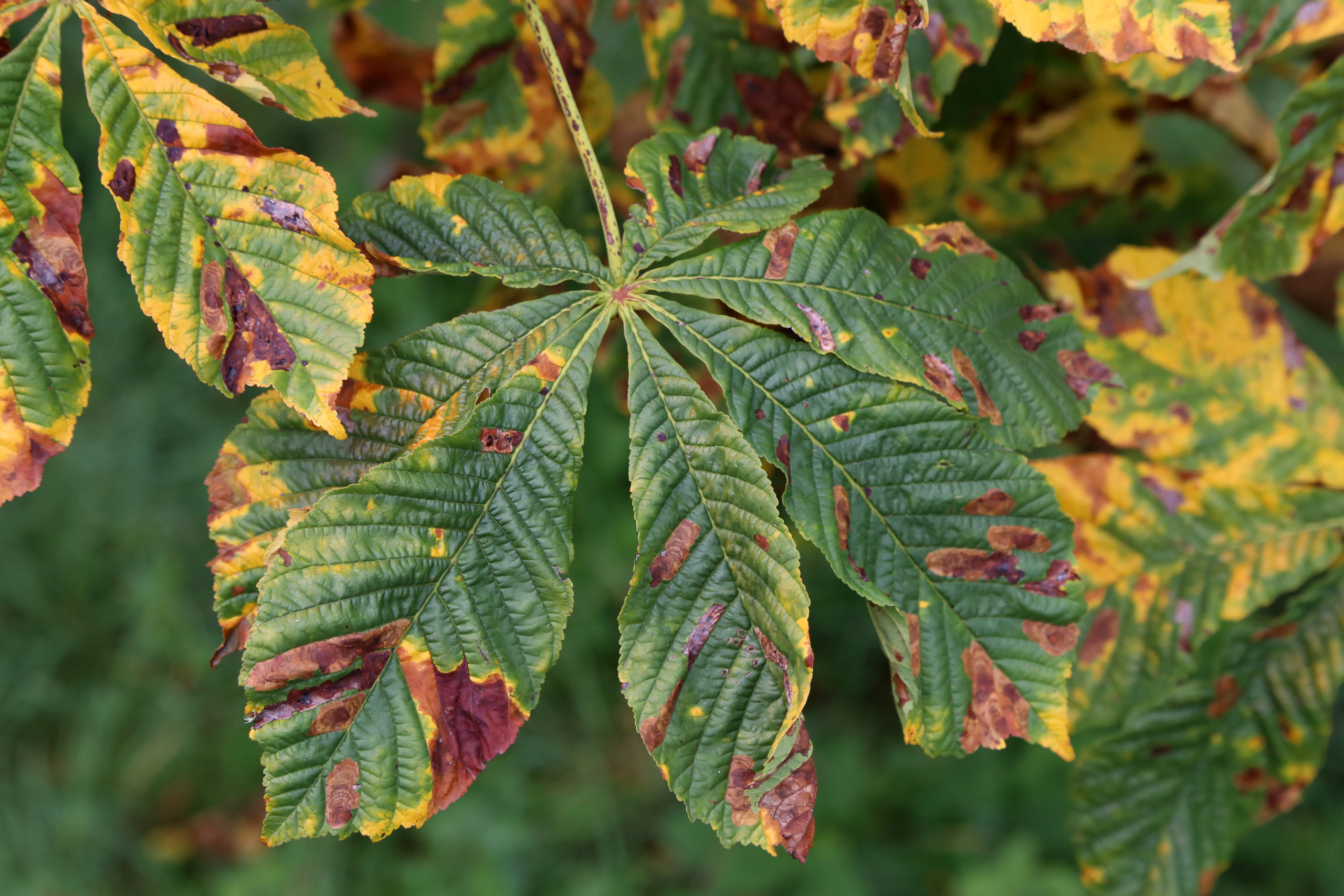 Common Tree Diseases In Texas And How You Can Prevent Them Ridgeline 