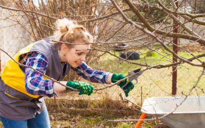 Why Tree Trimming Is So Vital