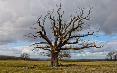 Signs A Tree May Be Dying